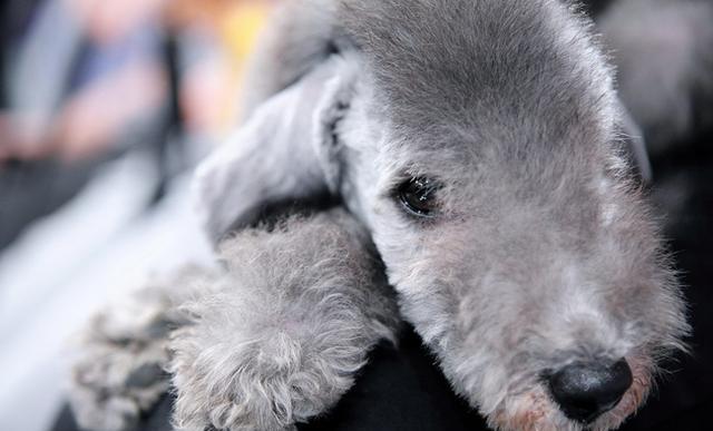 史努比到底是什么狗?让萌犬君告诉你这个世界之谜的答案吧!