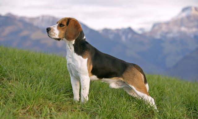 史努比到底是什么狗?让萌犬君告诉你这个世界之谜的答案吧!