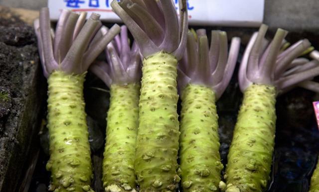 这种野菜可以很好的预防癌症,我们常吃的芥末原料也是它|山葵|芥末