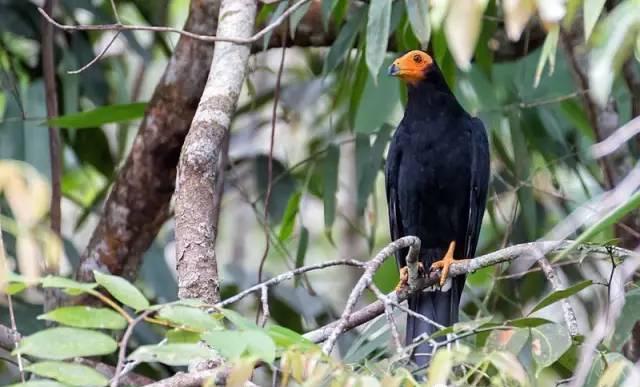 凤头卡拉卡拉鹰在猛禽中,有个巨隼亚科,又名卡拉卡拉鹰亚科(caracara)