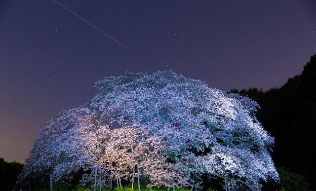 樱花预热 | 树生千年春意依旧，日本巨大樱花古树20选|樱花树|地址|树龄_新浪新闻
