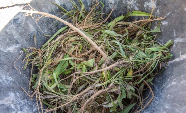 寒冬78岁老人挖地一尺刨"黄金",老人的生活让人心疼|药材|老人|锄头