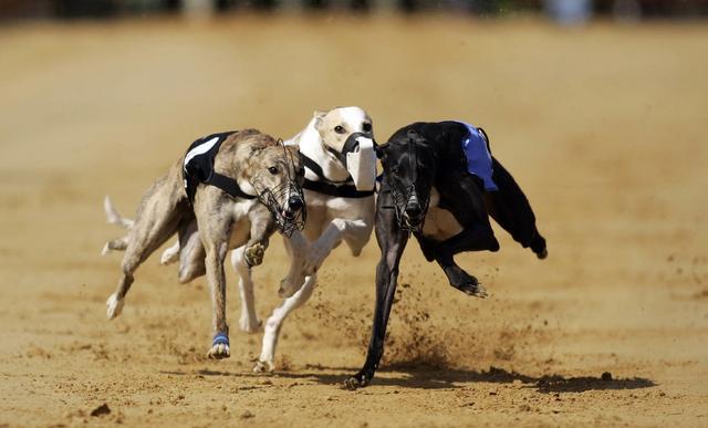 惠比特犬力量训练的方法,如何训练惠比特抓兔子啊?