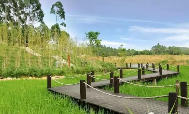 稻田里"泡温泉",这是泉林温泉的最突出的特色,沿着稻田上的木栈道走到