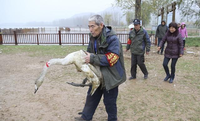放羊老汉山沟捡大鸟,细心救治后发生感人一幕