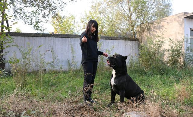 最优秀的家庭护卫卡斯罗犬
