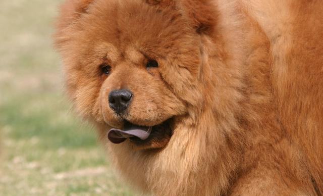 厨师错把松狮当藏獒,好心寻找主人归还狗狗,结果遇到真假李逵!