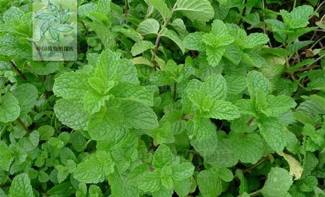 吃薄荷你吃的可能是留兰香
