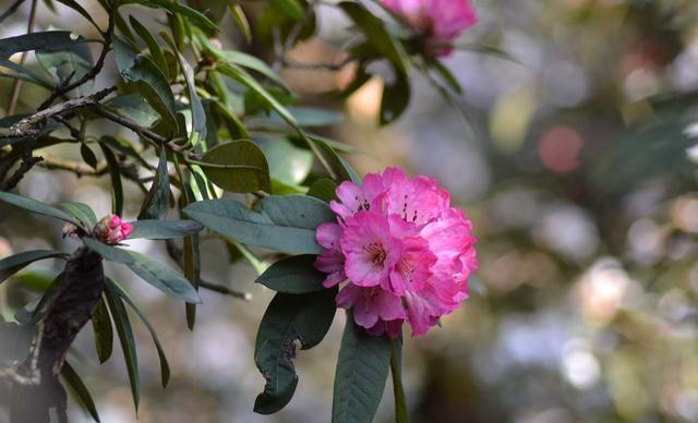马樱花是杜鹃花属的一种,白居易有诗写道:"闲折一枝持在手,细看不是