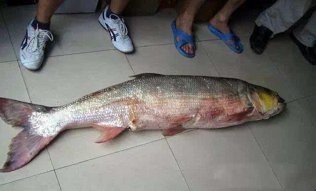 这鱼细长细长的,小眼神还挺"凶"的,今天就品尝一番这个"淡水鲨鱼"