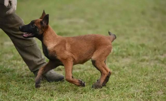 小马犬怎么训练马犬训练的基本要领