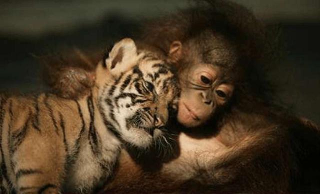 友谊天长地久,万古长青,在我们人类当中,友谊是一个很常见的词,动物