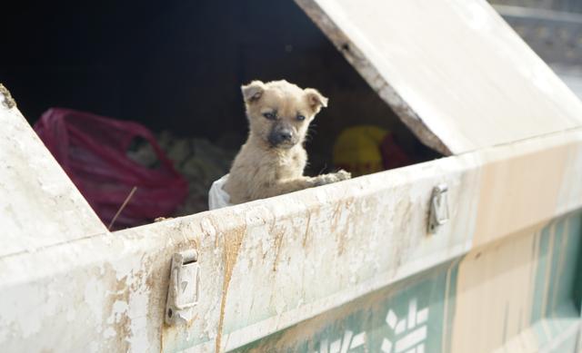 被遗弃在垃圾桶的小狗 在找妈妈