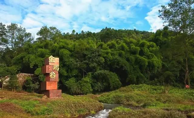 金雞谷位於沉靜而秀美的大山之間,竹林旺盛,竹海面積達幾萬餘畝,其溝