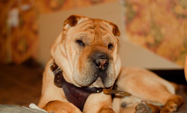 请珍惜中国古老独特犬种——沙皮犬