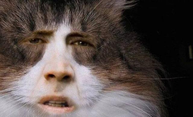 猫咪打哈欠被抓拍满面愁容刚加完班的我