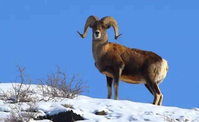 盘羊的羊角这么大, 不会头沉吗? 会的