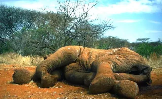 不仅是大象,世界上面临同样境遇濒临灭绝的动物还有犀牛.