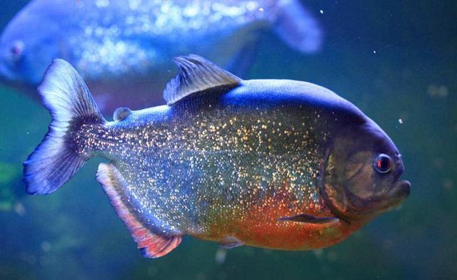 食人鱼的颈部短,头骨特别是腭骨十分坚硬,上下腭的咬合力大得惊人