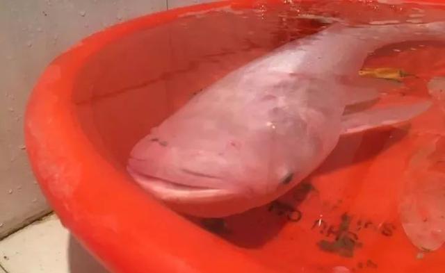 稀奇!潢川男子竟然钓到一条银白色的鱼,重达7斤,有谁认识?