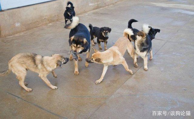 这时才把它完全咬死丢弃野外,每天狗狗们玩这个戏杀老鼠的游戏都要好