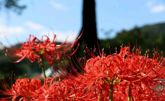 唯一开在冥界的话彼岸花真实的好像漫画一样