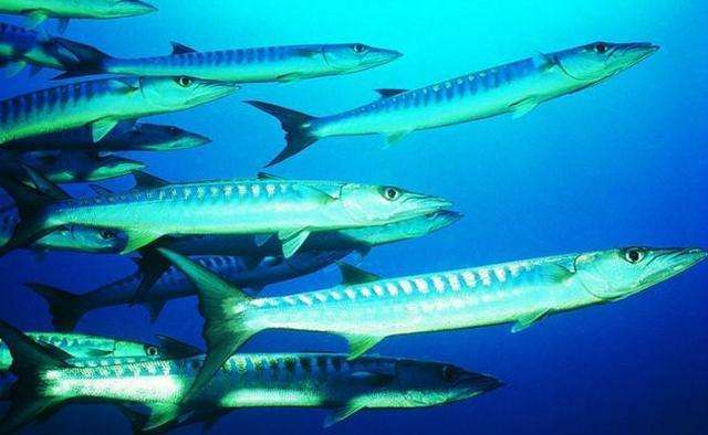 海洋中游速最快的鱼类, 都是价值极高是高级鱼类食材|旗鱼|鱼类|鲣鱼