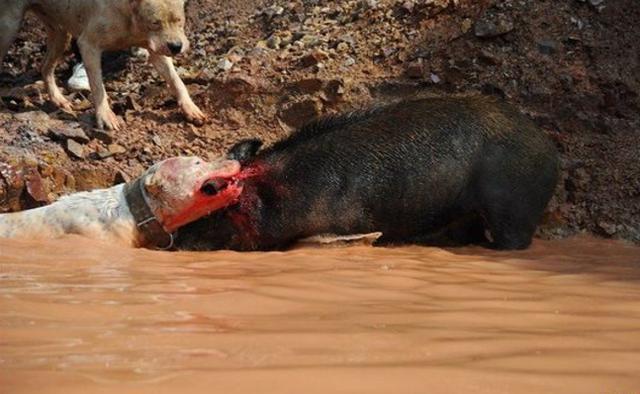 据说单独可以杀死野猪, 5只就可以猎熊