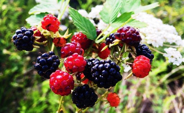 这个东西是野生的果子,颜色发紫了才可以吃,并且味道还是非常的不错的