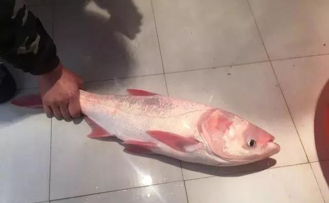 稀奇!潢川男子竟然钓到一条银白色的鱼,重达7斤,有谁认识?