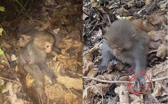 家犬狠咬,小猴头骨破裂,抢救后睁大眼对人,唇动示好!