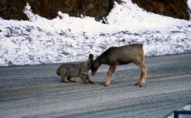 猞猁猎杀小鹿,还露出藐视众生一笑的警告!