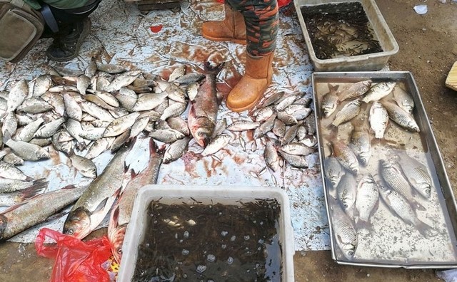 鱼贩集市上卖淡水鱼没想到给宠物鱼做饲料小鱼火了价格立涨2块