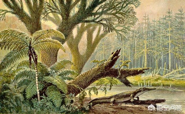 石炭纪|植物|雨林_新浪新闻