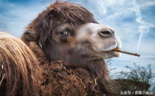 全球最具特色的烟俗, 真是脑洞大开 网友: 不敢相信!