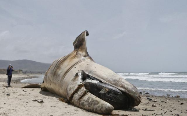 海滩上鲸鱼直到腐烂发臭了,却不让处理