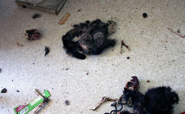 14只猫在饥饿中相互残杀,最后这只大猫成为唯一幸存者!