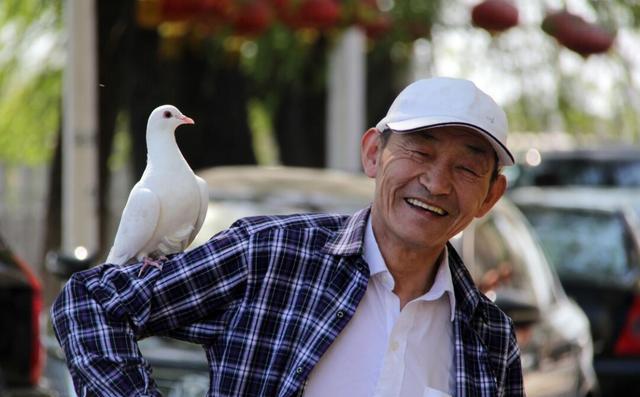 人鸟合一 65岁大叔与鸽子形影不离 出门扛在肩上顶在头上