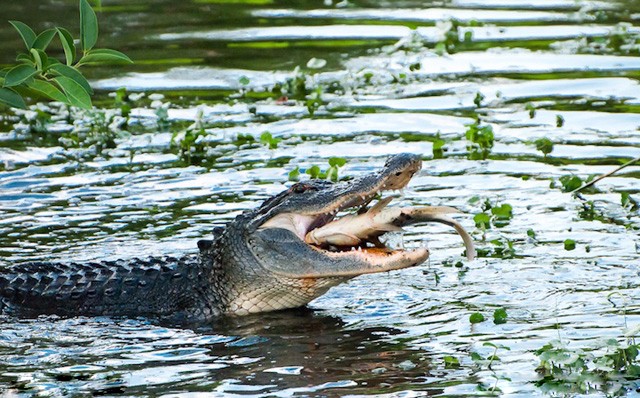 野生动物捕食的瞬间照每张都是那么精彩