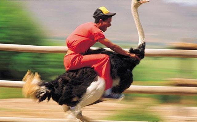 9,骑大鸟,速度那叫一个猛啊!10,骑马走路,过河就必须骑河马了.