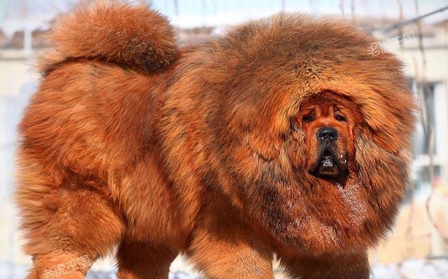 综合分析高加索犬和藏獒高加索犬完胜