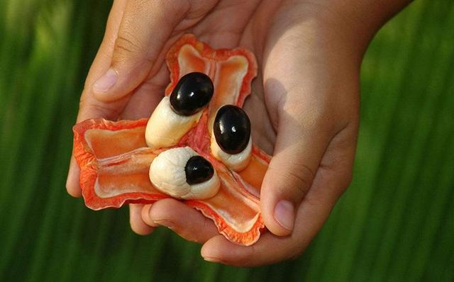 这4种奇葩水果平时很少见,第一种的样子就把人震住了,你吃过吗