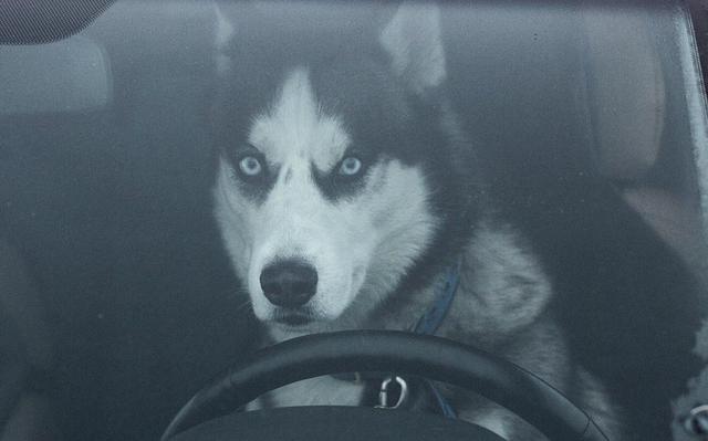 活捉一只会开车的二哈,表情包来了,快收好