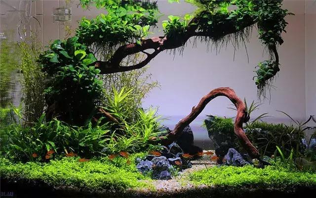 家居水景丨一款简单的60缸造景过程