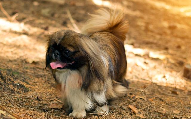 Resultado de imagen para pekingese狗
