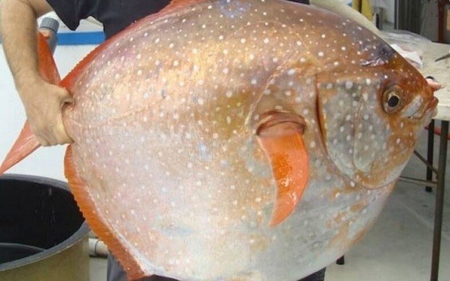 浙江惊现200斤"月亮鱼" 被竞拍出3890元天价