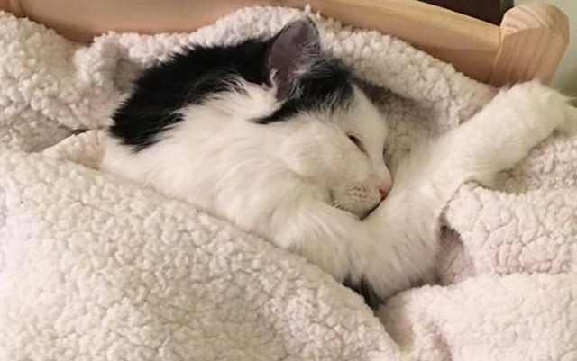 猫咪表情亮了,让主人哭笑不得|猫咪|小猫咪|主人_新浪新闻
