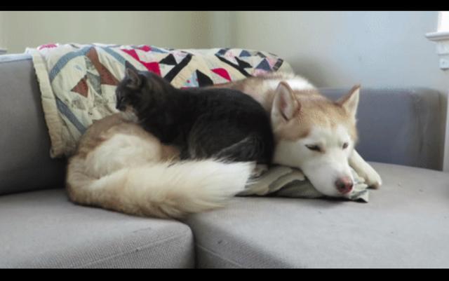 二哈安静的让猫咪趴在自己身上睡觉, 这不科学呀!