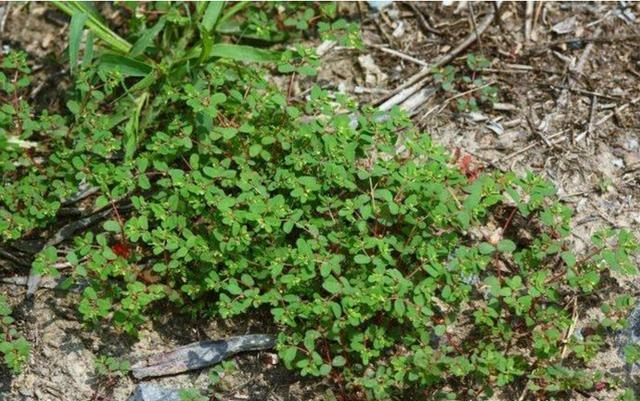 农村路边的这种草,是农村的药王,能治百病,见了一定要带走!