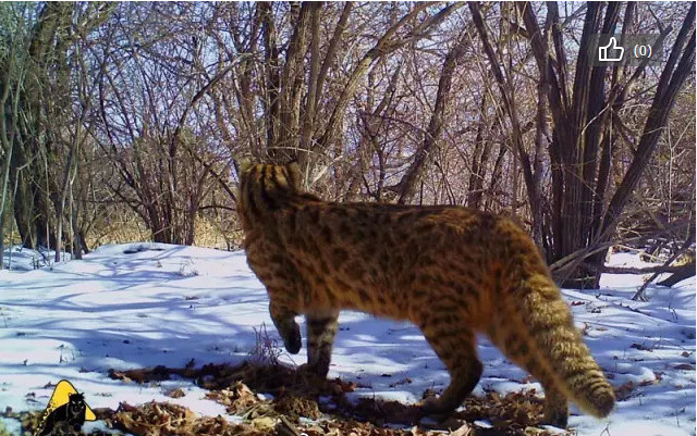 宠物豹猫背后的残酷真相,不要让可爱,成为它们的墓志铭!